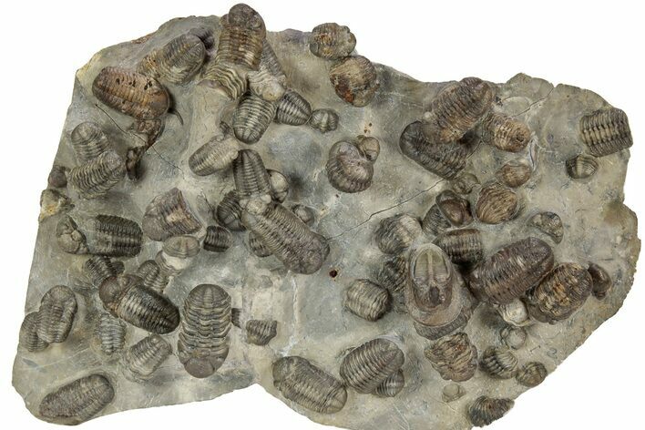 Cluster Of + Austerops Trilobite & Harpid - Jorf, Morocco #356935